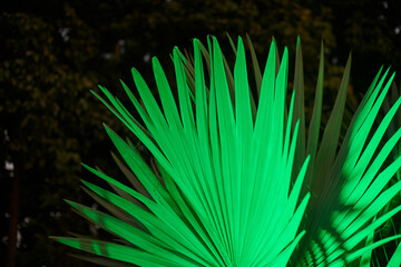 Sabal palmetto green leaves at night lighting in park, beautiful saturated green plant cabbage palm