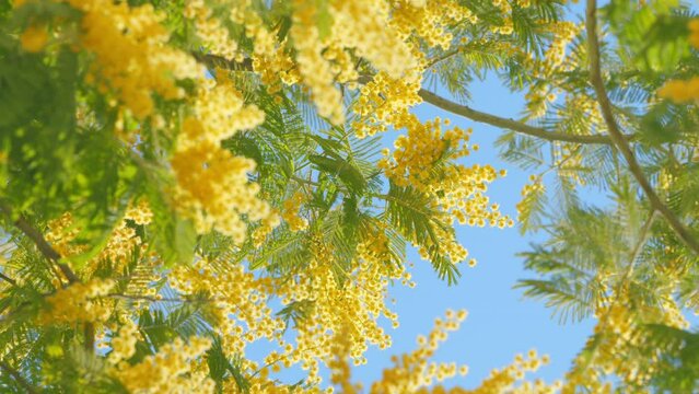 Mimosa Flowers Blooming. Branch Of Spring Mimosa Flowers In Park. Sunny Bokeh Light. Spring Is Coming. Close up.