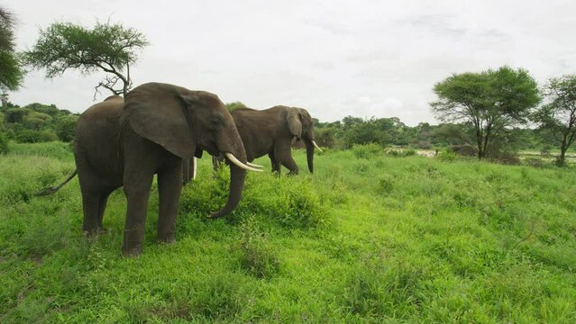 A group of Tanzanian elephants enjoying the green natural cover.