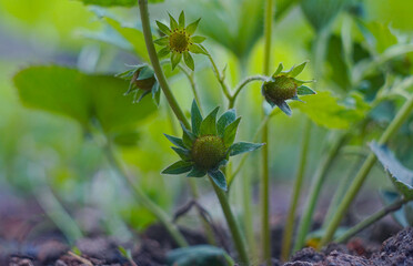 Unripe green strawberry