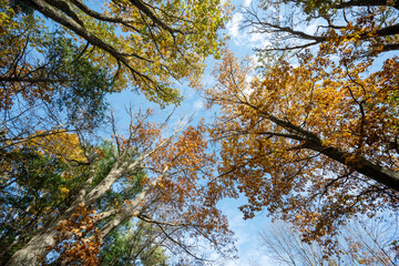 Fototapeta premium Bottom view of trees in an Adirondack forest in autumn