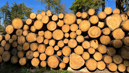 Logging, cut trees stacked for shipping.