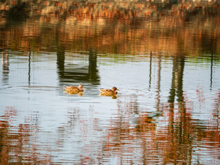 池を泳ぐ鴨