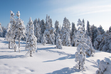 Winter landscape with snow covered trees in Ounasvaara, Rovaniemi, Finland.