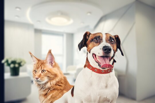 Happy young dog and cat pets, AI generated image