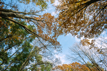 Bottom view of trees in an Adirondack forest in autumn