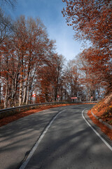 Road through the autumn forest