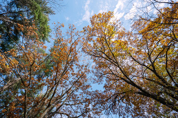 Bottom view of trees in an Adirondack forest in autumn