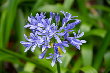 Close-up view of an agapanthus flower on the island of Sao Miguel auz Acores