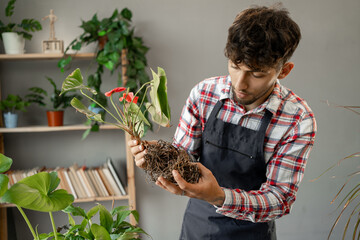 Florist arabic man holding plant root while transplanting the houseplant and working in a home...