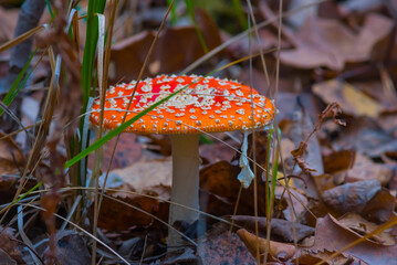 closeup red flyagaric mushroom in a forest