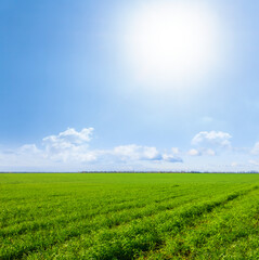 wide green rural field at the sunny day