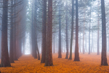 bright wet autumn fir forest in mist