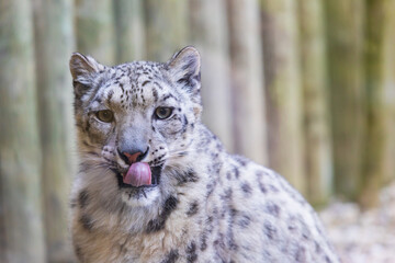 A big leopard-like cat Irbis - Panthera uncia is lying down and resting.