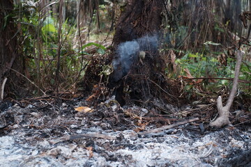 A tree or the roots of a tree are on fire.