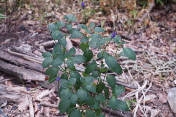 Stachytarpheta jamaicensis grows in dry soil. Stachytarpheta jamaicensis is a species of plant in the family Verbenaceae.