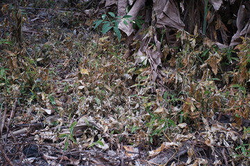The grass in the forest is starting to dry.