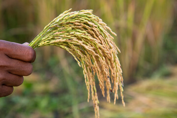 Farmer Hand-holding golden grain rice spike agriculture concepts