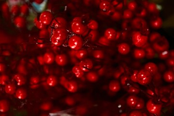 red pomegranate seeds