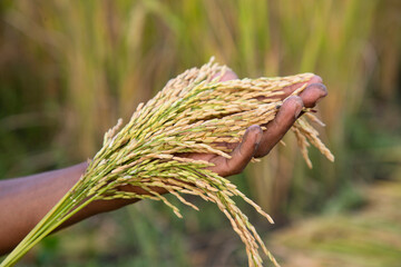 Farmer Hand-holding golden grain rice spike agriculture concepts