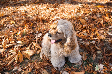 Cute cocker spaniel dog sitting in autumn park