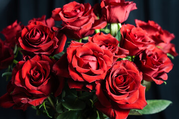 Red rose on black background.