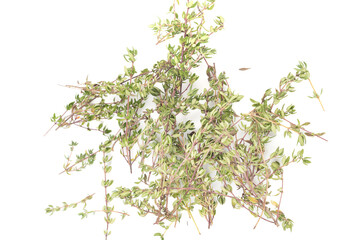 Top view of thyme sprigs on a white background.