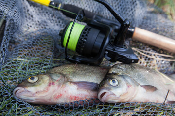 Two big freshwater common bream commonly known as Abramis Brama and fishing rod with reel on black fishing net..