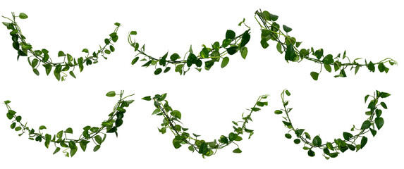 set of Vine / Climbing plants - green leaves of hanging Epipremnum aureum / Araceae bush isolated -...