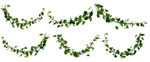 set of Vine / Climbing plants - green leaves of hanging Epipremnum aureum / Araceae bush isolated - nature - forest - tropical jungle element - video compositing footage
