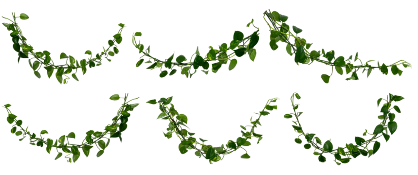 set of Vine / Climbing plants - green leaves of hanging Epipremnum aureum / Araceae bush isolated - nature - forest - tropical jungle element - video compositing footage