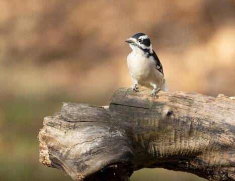 Female downy woodpecker on tree or log with brown background