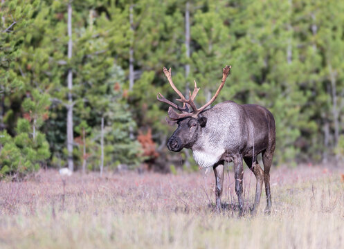 Bull endangered woodland caribou near forest