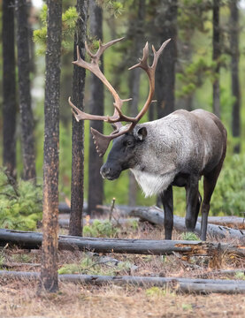 Bull endangered woodland caribou in forest