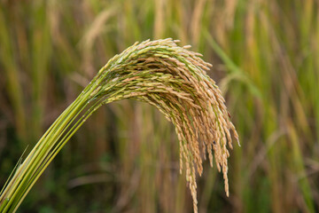 Golden grain rice spike harvest with Sallow Depth of field. Selective Focus