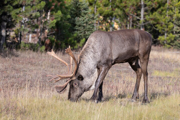 Naklejka na ściany i meble Bull endangered woodland caribou eating grass
