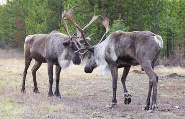 Two bull endangered woodland caribou sparring on grass