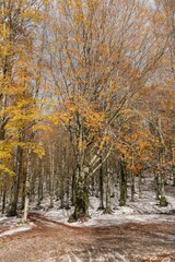 Monte Livata - Campo dell'Osso - Suibiaco - Roma - Lazio. Parco Regionale dei Monti Simbruini