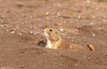 Black tailed prairie dog on grass and sand