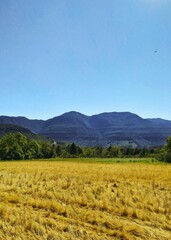Fototapeta premium field and montains