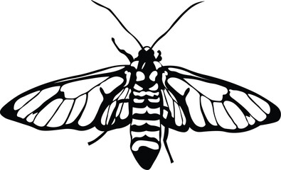 Cartoon Black and White Isolated Illustration Vector Of A Moth Insect with Open Wings