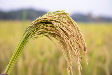 Golden grain rice spike harvest with Sallow Depth of field. Selective Focus