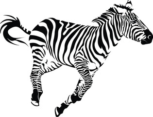 Fototapeta na wymiar Cartoon Black and White Isolated Illustration Vector Of A Running Zebra