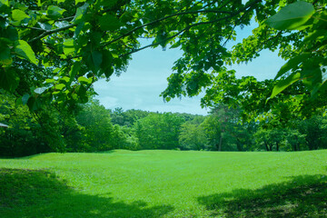 Fototapeta premium Green Park