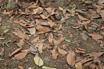 Background and texture of a pile of dry rambutan leaves on the ground.