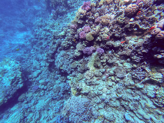 Underwater life of reef with corals and tropical fish. Coral Reef at the Red Sea, Egypt.