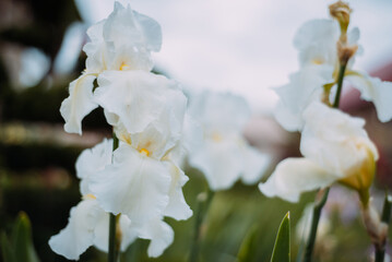 Iris flower in the spring garden. White iris flower on blurred green background.