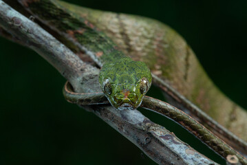 Close up of bengkulu cat snake boiga bengkuluensis, native to bengkulu province Indonesia, perching on a small branch with natural bokeh background 