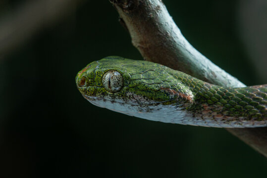 Close up of bengkulu cat snake boiga bengkuluensis, native to bengkulu province Indonesia, perching on a small branch with natural bokeh background 