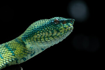 Close up of a bornean-keeled green pit viper snake Tropidolaemus subannulatus from borneo island Indonesia with natural bokeh background 